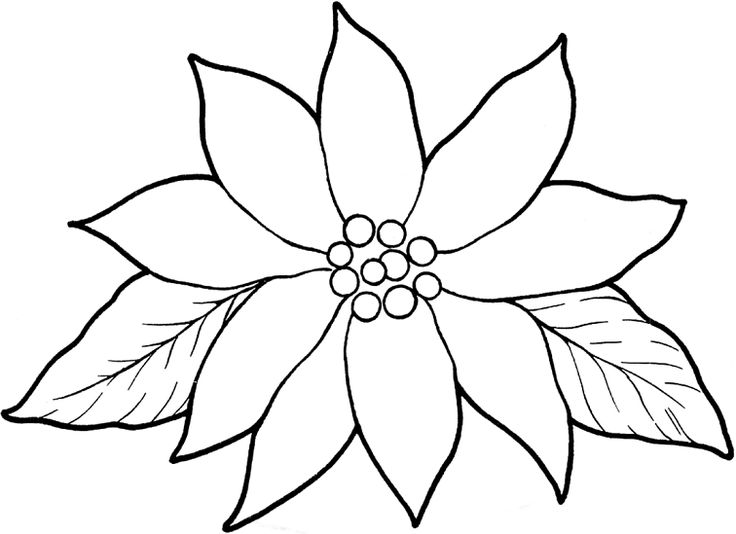 Christmas coloring pages poinsettia flower christmas poinsettia