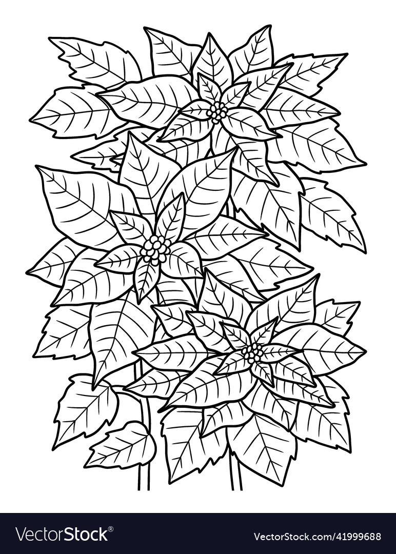 Poinsettia flower coloring page for adults vector image