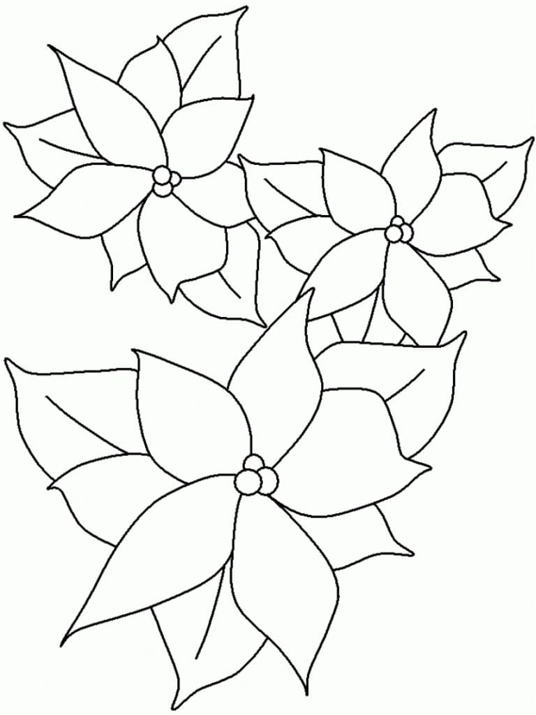 Poinsettia free coloring page