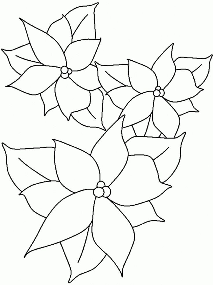 Free printable poinsettia coloring pages for kids christmas coloring pages coloring pages toddler coloring book