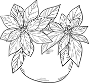 Poinsettia coloring pages free coloring pages