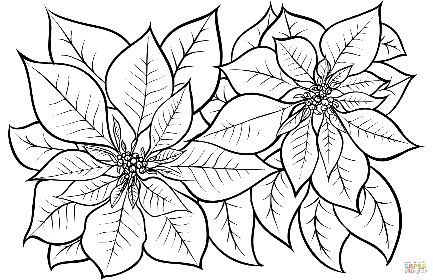 Poinsettia coloring page free printable coloring pages