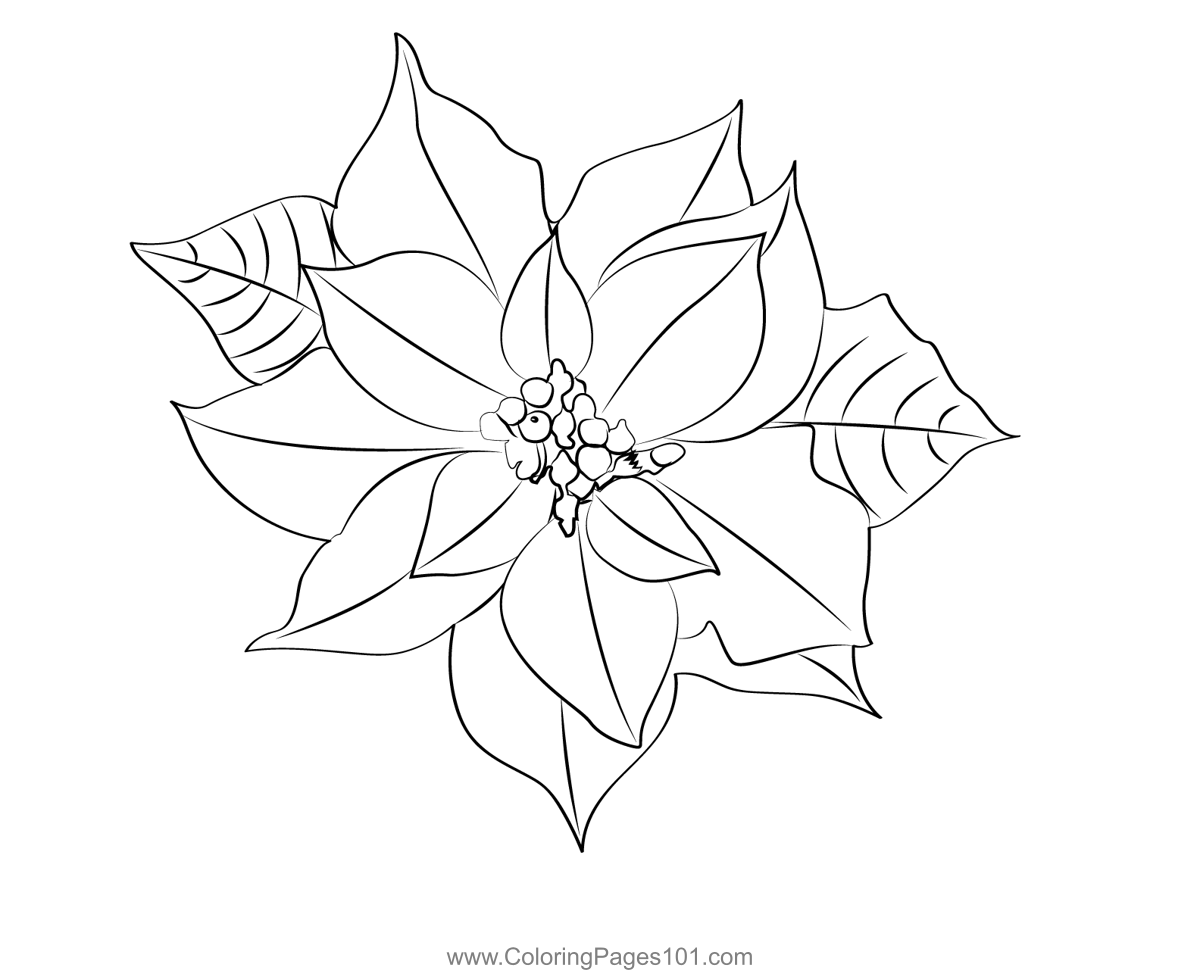 Poinsettia flower coloring page for kids