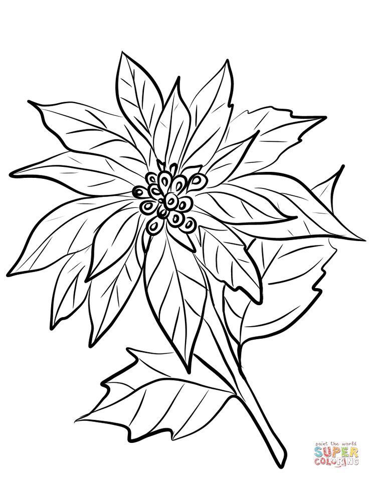 Poinsettia flower coloring page free printable coloring pages flower coloring pages poinsettia flower free printable coloring pages