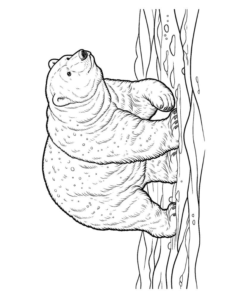 Free polar bear coloring pages for kids