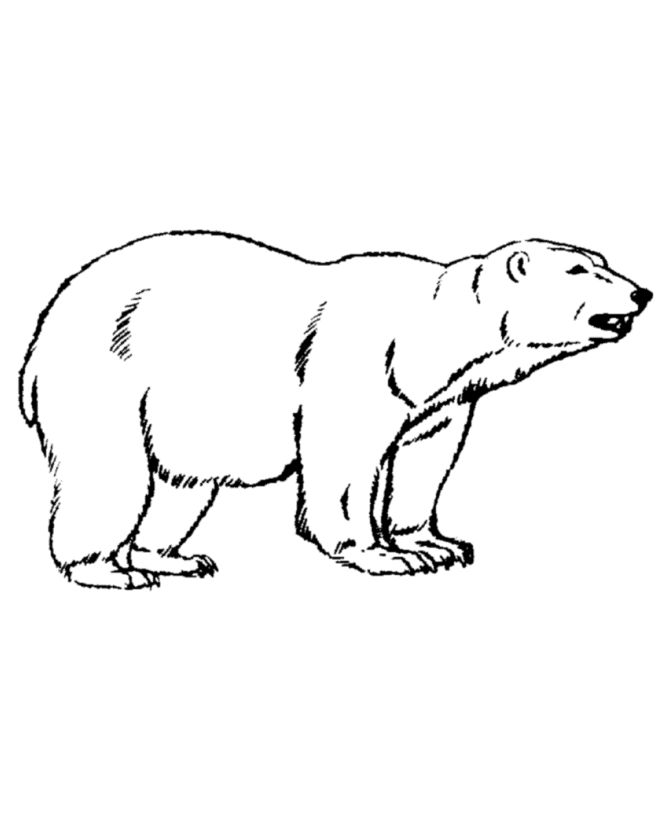 Free printable polar bear coloring pages for kids animal coloring pages bear coloring pages polar bear coloring page