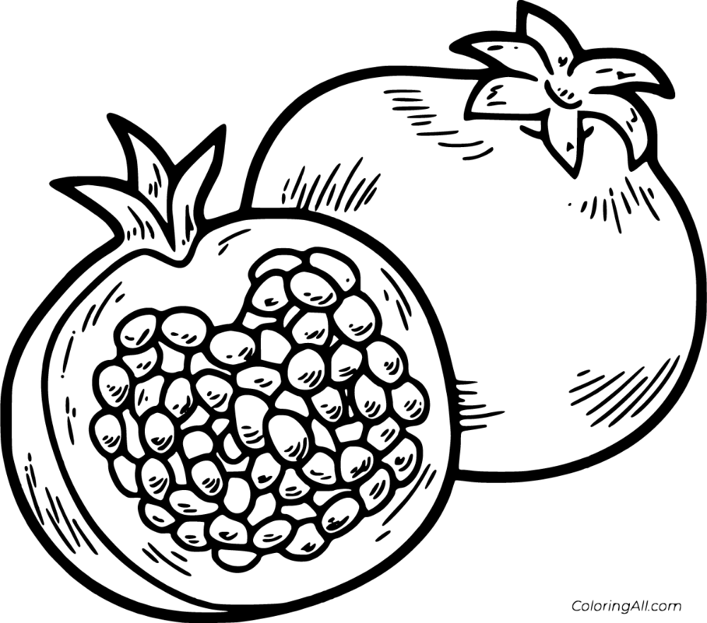 Free printable pomegranate coloring pages in vector format easy to print from any device and automaâ coloring pages fruit coloring pages pomegranate drawing