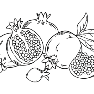 Pomegranate coloring pages printable for free download