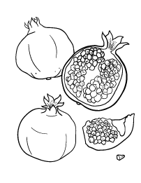 Pomegranate coloring page pomegranate drawing pomegranate art floral drawing