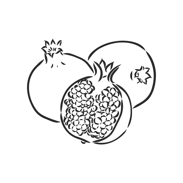 Pomegranate coloring page images