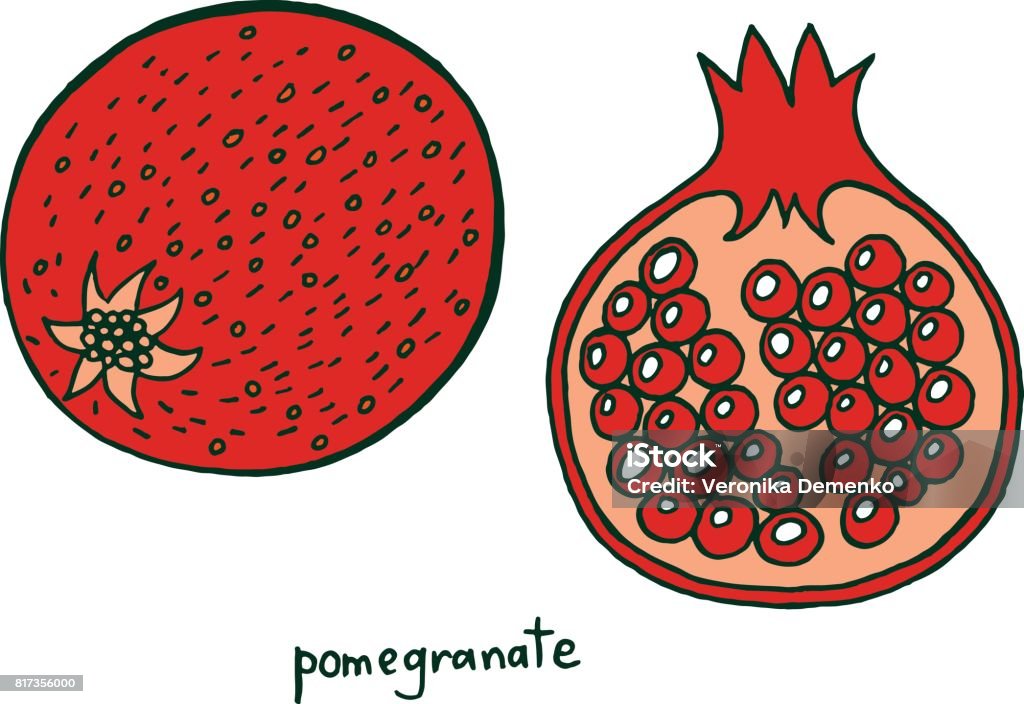 Pomegranate fruit coloring page graphic vector colorful doodle art for coloring books for adults tropical and exotic fruit line illustration stock illustration