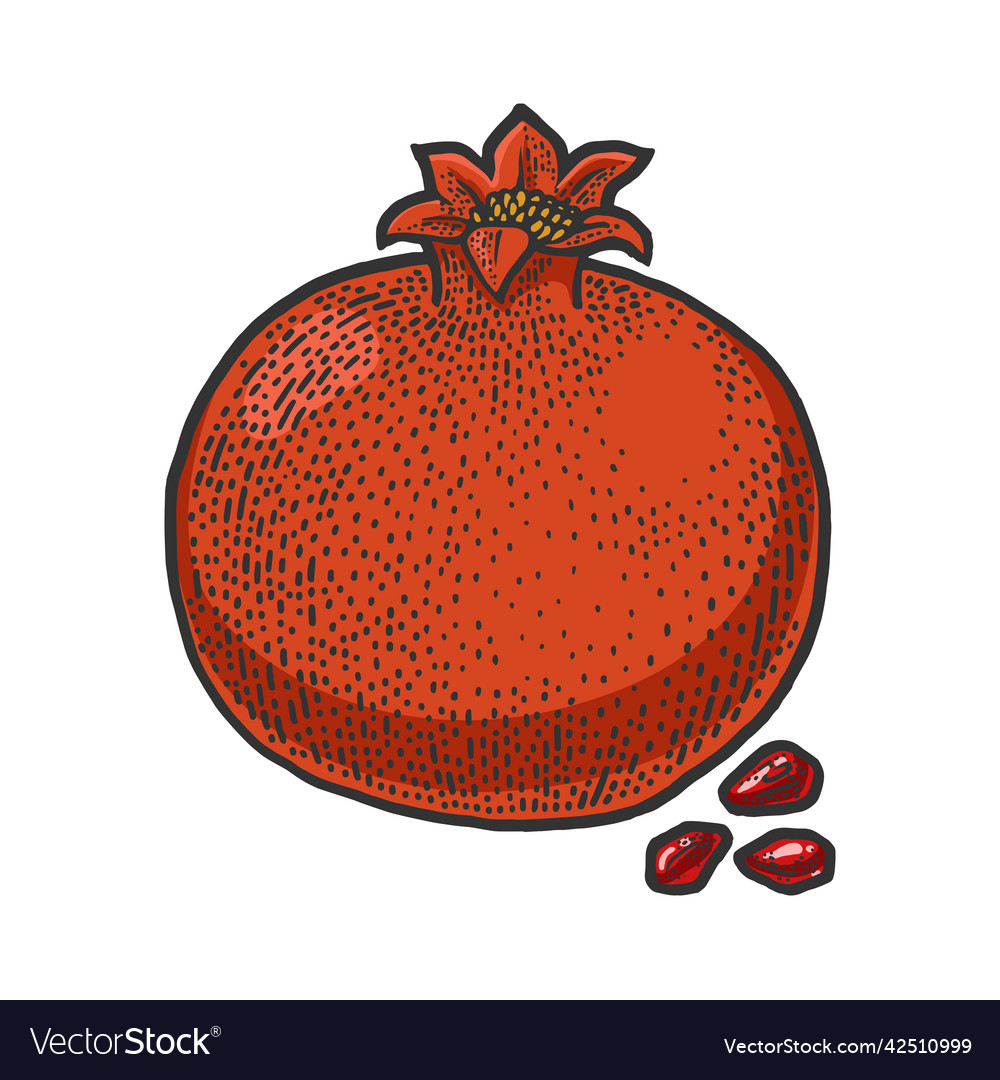 Pomegranate color sketch royalty free vector image