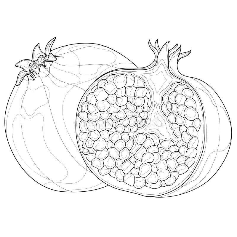 Pomegranate coloring stock illustrations â pomegranate coloring stock illustrations vectors clipart
