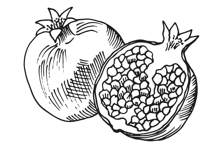 Pomegranate sketch whole fruit and half in hand drawn style