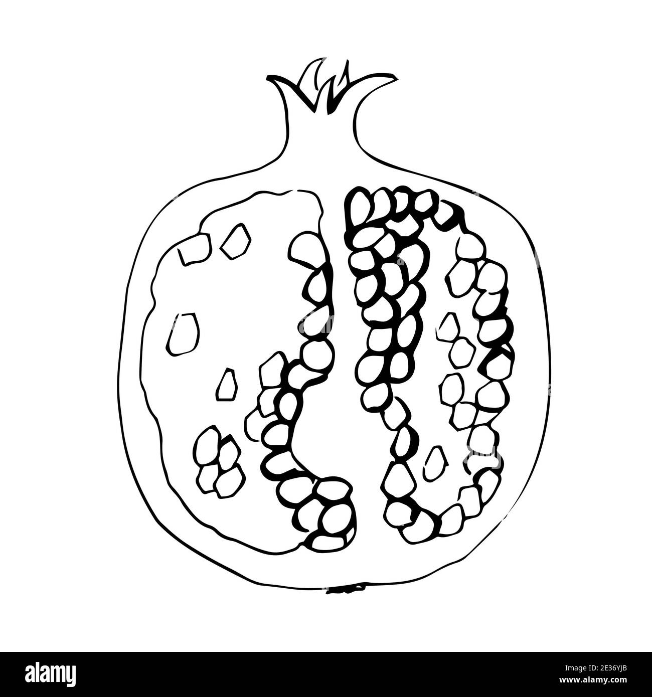 Pomegranate drawing black and white stock photos images