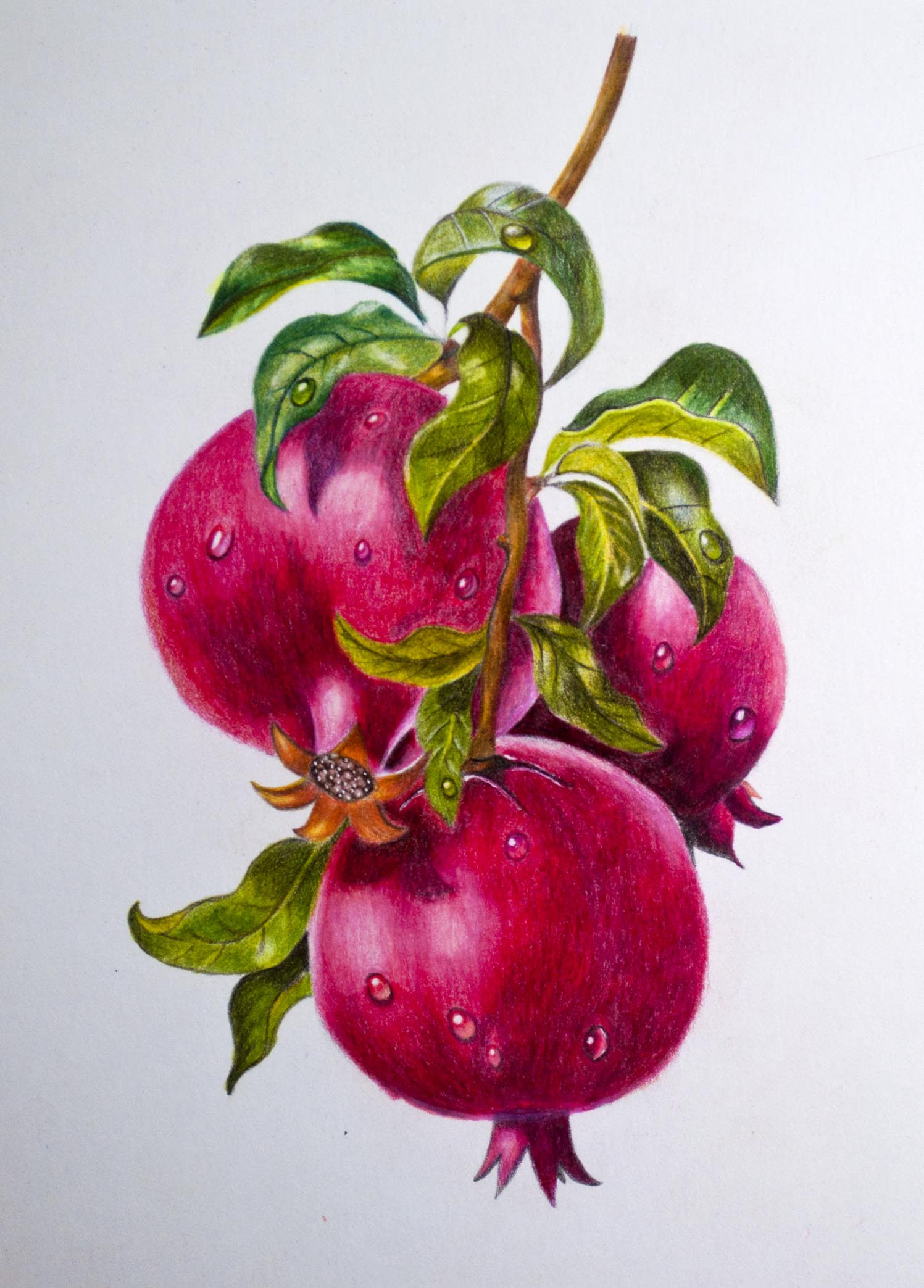 Arteza colored pencil speed drawing of pomegranates â the art gear guide