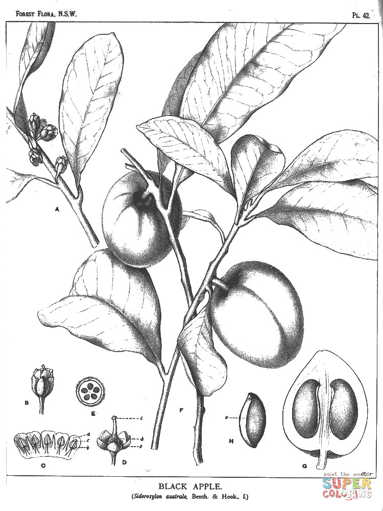 Pouteria australis