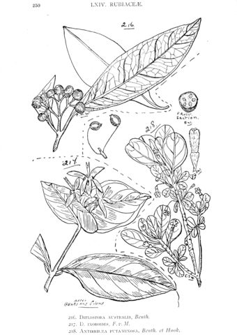 Iplospora australis and iplospora ixoroides and antirhea putaminosa coloring page free printable coloring pages