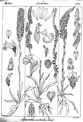 Spiranthes australis coloring page free printable coloring pages