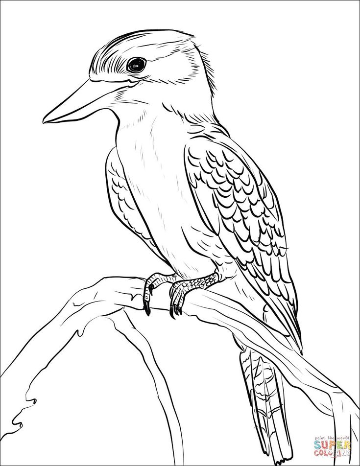 Free printable colouring pages stralian animals stralia animals stralian animals colouring pages