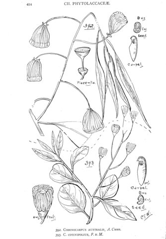 Codonocarpus australis and codonocarpus cotinifolius coloring page free printable coloring pages
