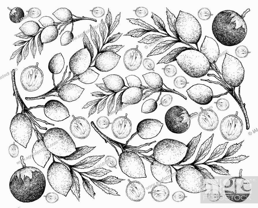 Tropical fruit illustration wallpaper background hand drawn sketch of star apple or chrysophyllum stock vector vector and low budget royalty free image pic esy
