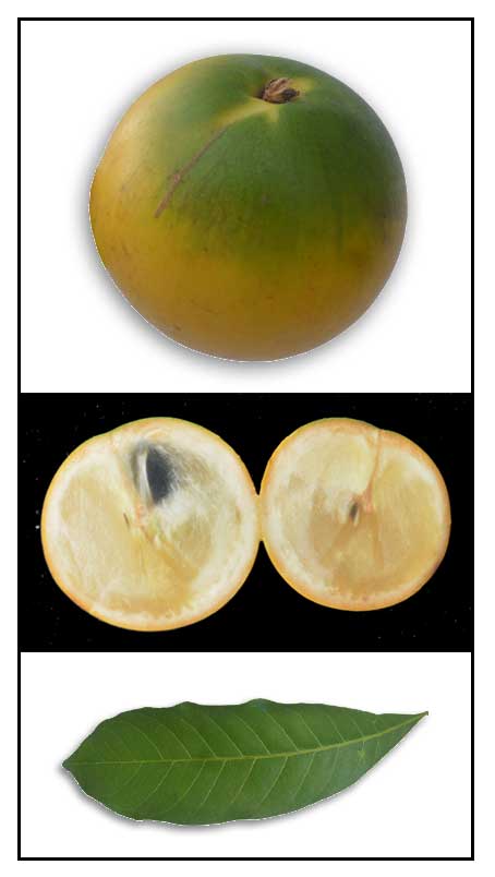 Abiu pouteria caimito yellow star apple alternative medicine