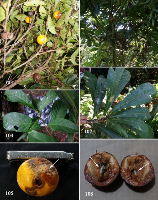New host plant and distribution records of anastrepha species diptera tephritidae primarily from the western amazon