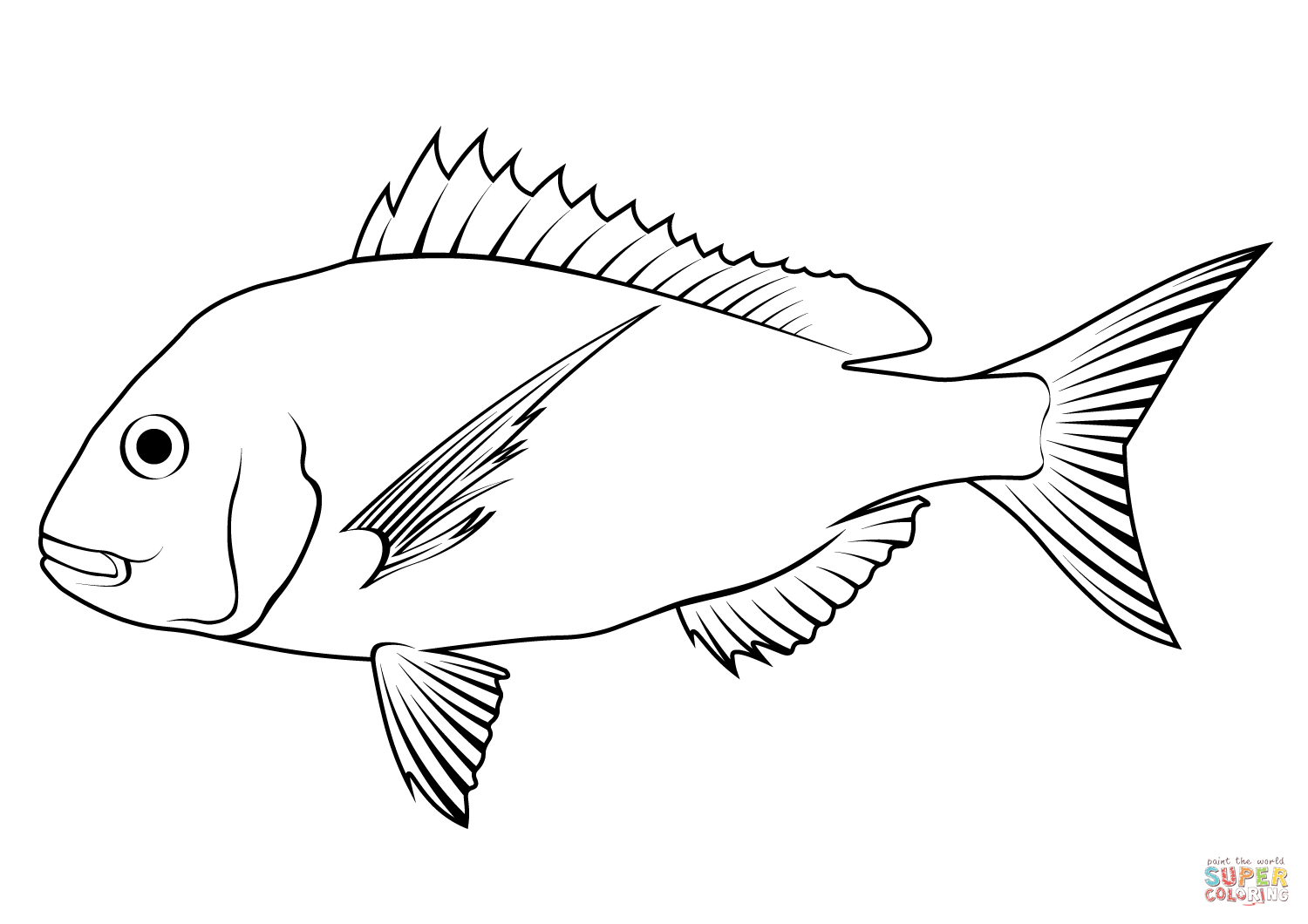 Australasian snapper chrysophrys auratus coloring page free printable coloring pages