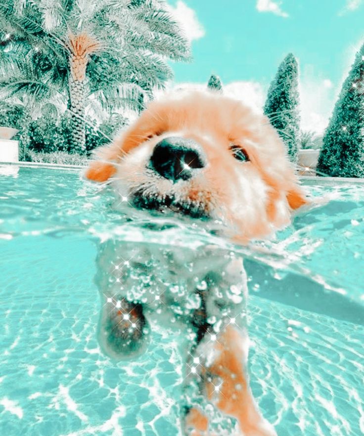 Swimming dog preppy dog cute dog pictures really cute puppies