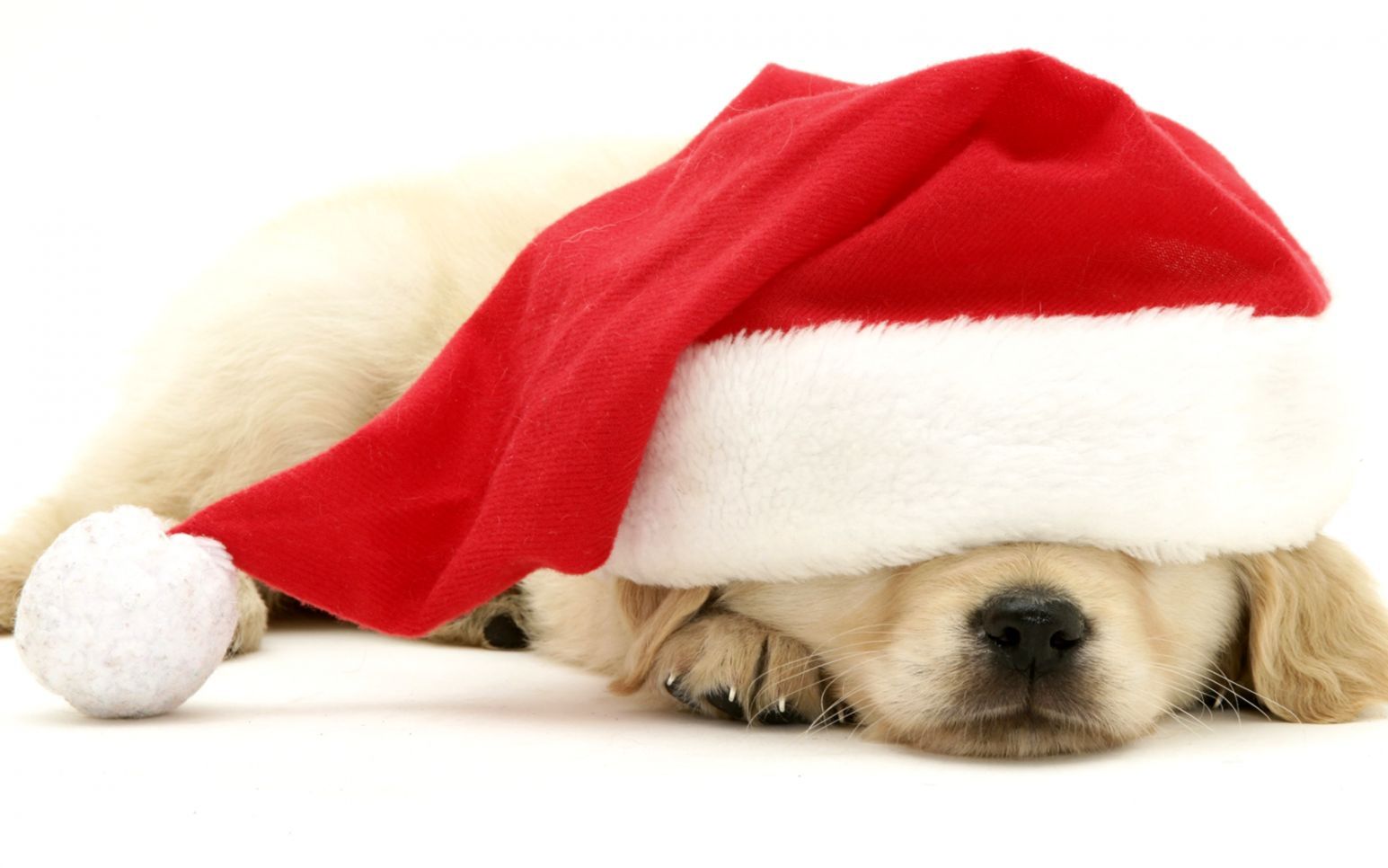 Cute christmas puppy s on