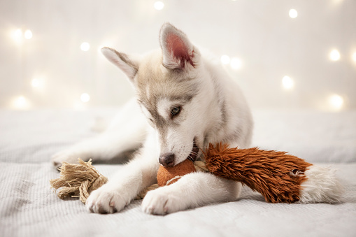 Husky puppy pictures download free images on