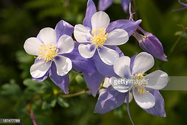 Columbine flower photos and premium high res pictures