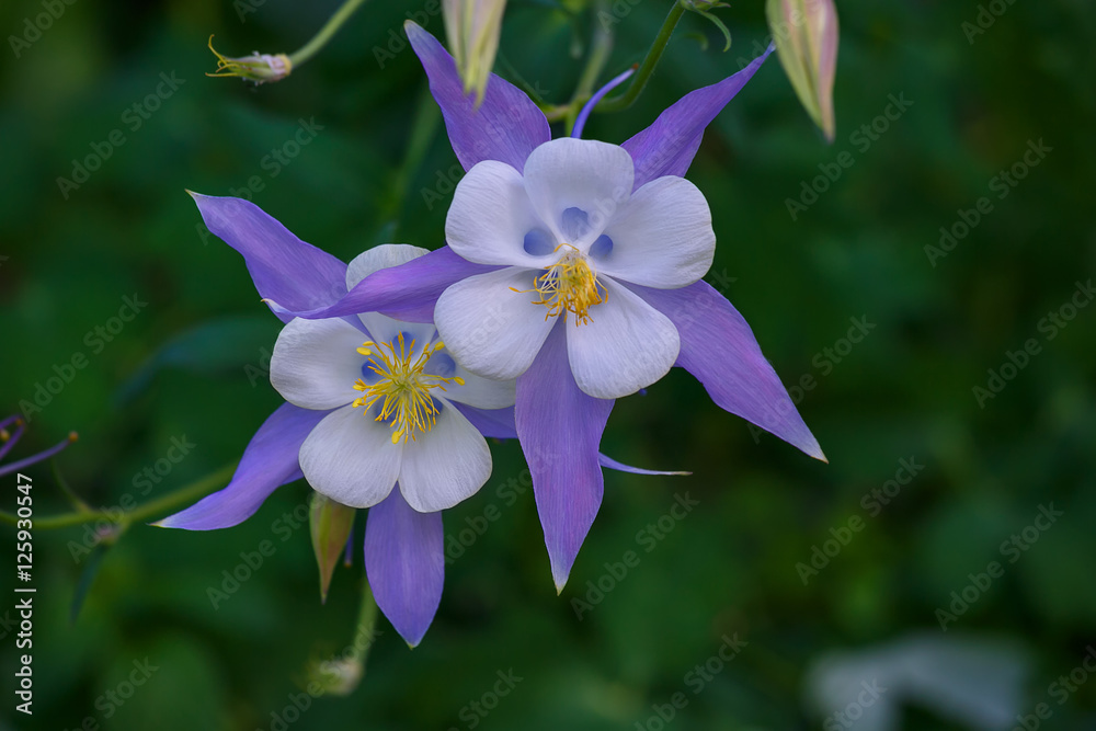 Garden of blue columbine flowers blooming columbine flower and bud close