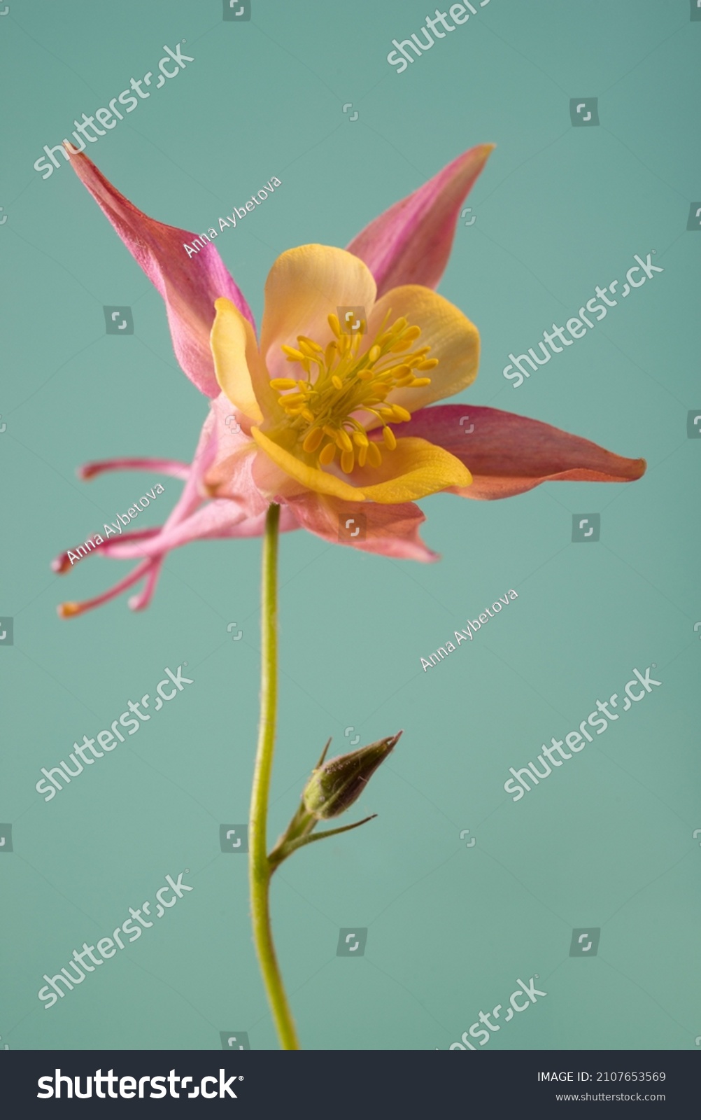 Red columbine isolated images stock photos vectors