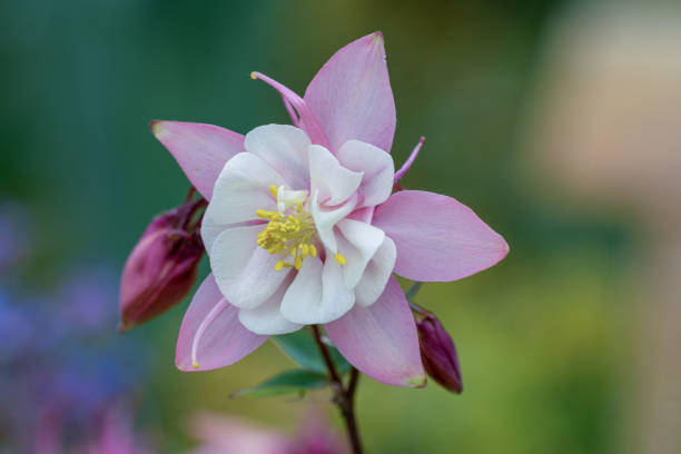 Macro pink columbine flower stock photo