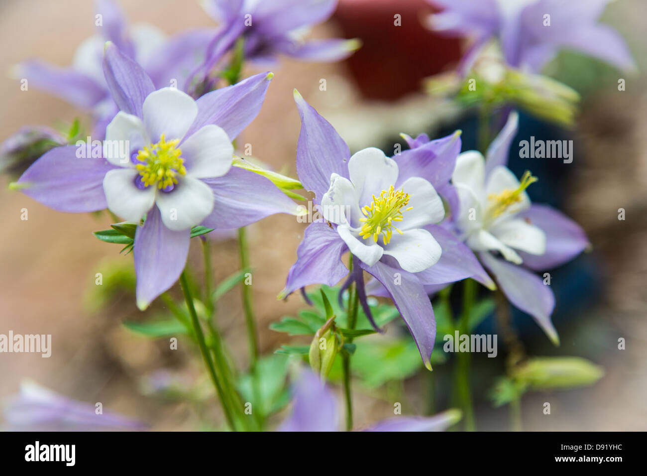 Columbines blooming fresh in the springtime colorado state flower stock photo