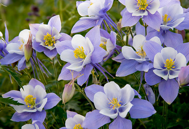 Columbine flower stock photos pictures royalty
