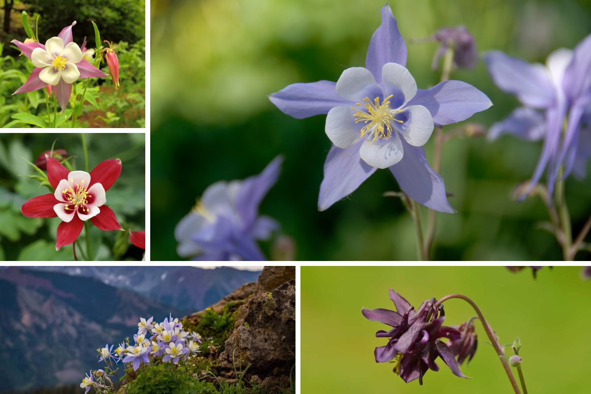 Different types of columbine flowers
