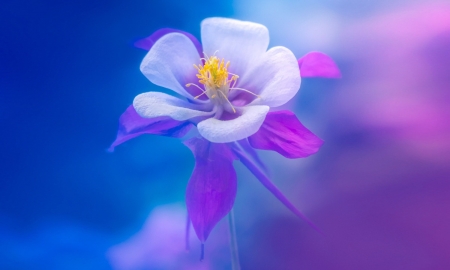 Soft and lovely columbine