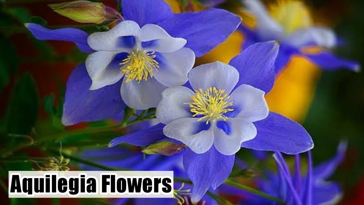 How to grow aquilegia plant columbine flowers care and tips of aquilegia