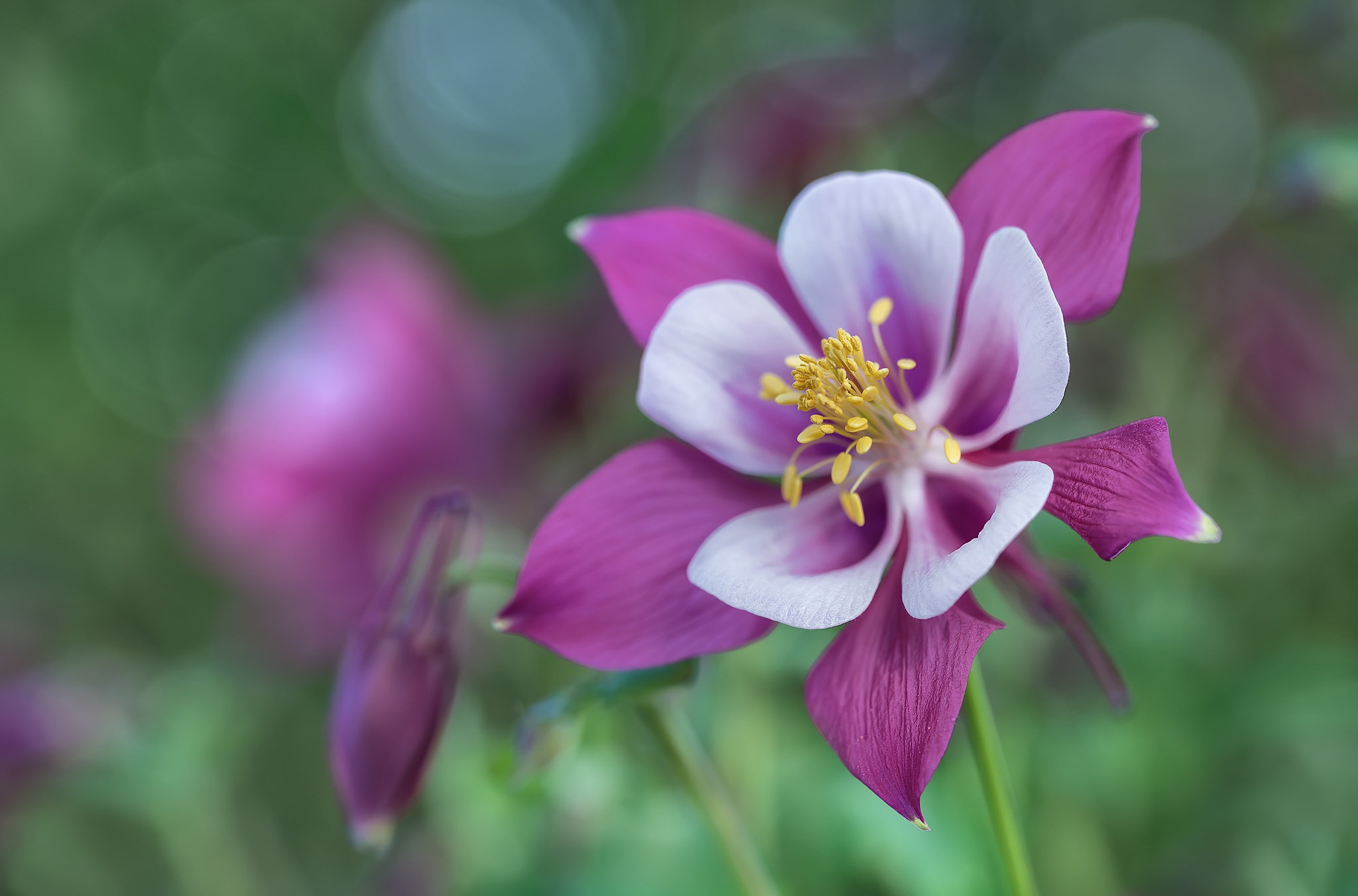Columbine hd papers and backgrounds