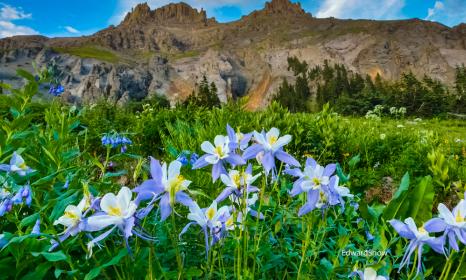 Rocky mountain columbine colorados state flower