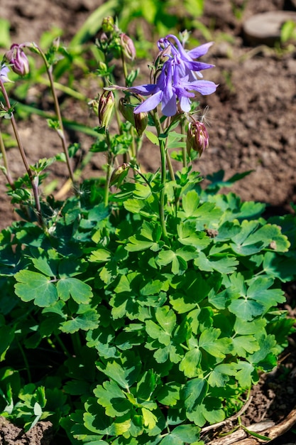 Page columbines images