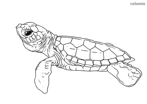 Zoo animals coloring pages free printable zoo coloring sheets