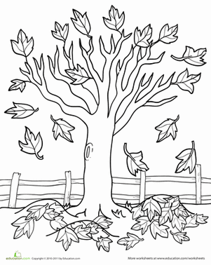 Maple tree worksheet education disegni di alberi alberi di autunno disegni di albero