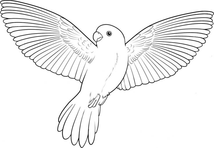 Birdcoloringpageskidsprintable bird sketch bird drawings flying bird drawing