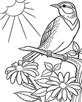 Bird coloring pages to print ð