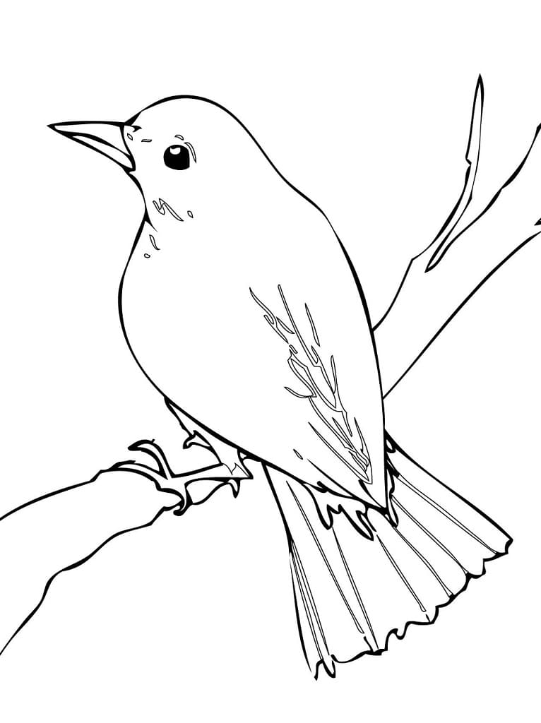Free printable bird coloring page