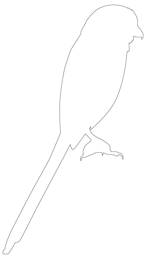 Pretty bird outline